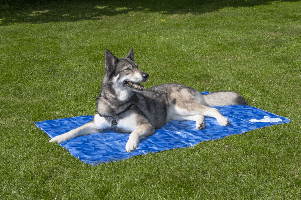 CoolPets Premium Cooling Mat S freeshipping - The Pupper Club